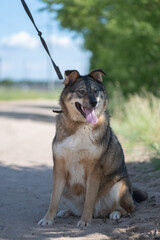 Homeless dog from an animal shelter outdoors.