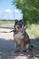 Homeless dog from an animal shelter outdoors.