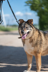 Homeless dog from an animal shelter outdoors.