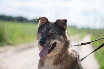 Homeless dog from an animal shelter outdoors.