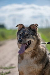 Homeless dog from an animal shelter outdoors.