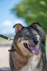 Homeless dog from an animal shelter outdoors.