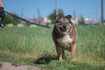 Homeless dog from an animal shelter outdoors.
