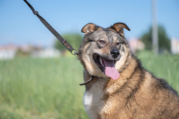 Homeless dog from an animal shelter outdoors.