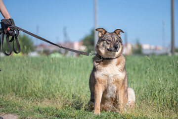 Homeless dog from an animal shelter outdoors.