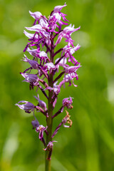 Dactylorhiza maculata flower growing in meadows, close up 