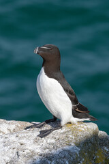 Razorbill
