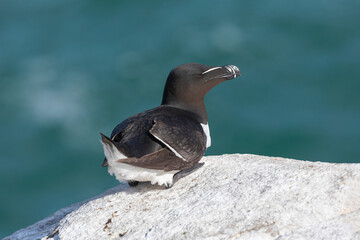 Razorbill