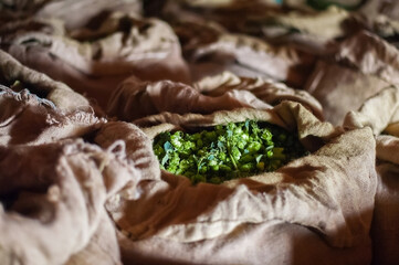 autumn hop harvest in the Czech Republic