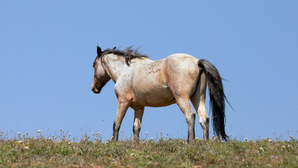 Rust Orange Red Roan Wild Horse Mustang Stallion on Sykes Ridge in the Pryor Mountains Wild Horse...