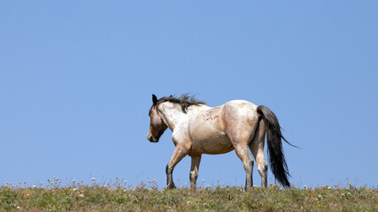 Red Roan Wild Horse Mustang Stallion on Sykes Ridge in the Pryor Mountains Wild Horse Range on the...