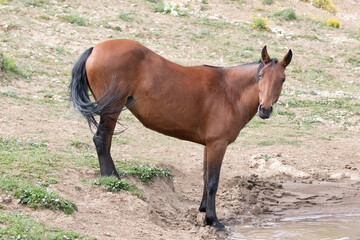 Chestnut Bay Wild Horse Mustang mare at the waterhole in the Pryor Mountains Wild Horse Range in Wyoming United States