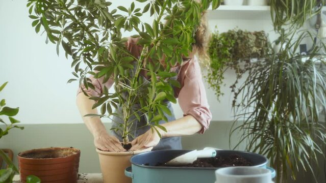 Crop woman planting schefflera arboricola plant