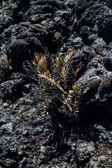 Fern growing amidst volcanic rocks on Volcano Chico, Isla Isabela, Galapagos, Ecuador.