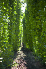 autumn hop harvest in the Czech Republic