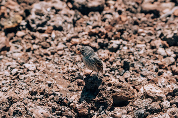 Darwin's finch perched on volcanic rock on Volcano Chico, Isla Isabela, Galapagos, Ecuador.