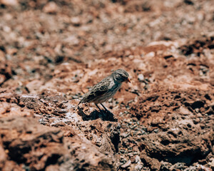 Darwin's finches perched on volcanic rock on Volcano Chico, Isla Isabela, Galapagos, Ecuador.