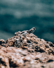 Darwin's finches perched on volcanic rock on Volcano Chico, Isla Isabela, Galapagos, Ecuador.