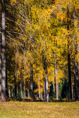 Obraz premium Autumn in Val Fiscalina, Dolomites Park.