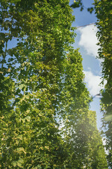 Obraz premium autumn hop harvest in the Czech Republic