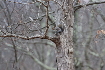 A squirrel explores the trees in Northern Westchester County, New York