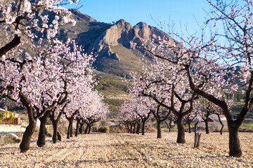 Beautiful and colorful almond flower in full bloom