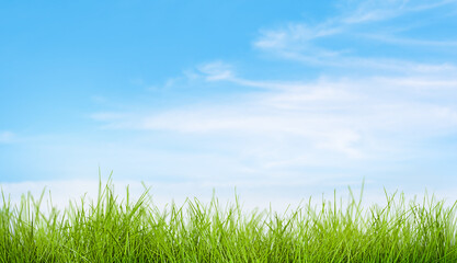 Fototapeta na wymiar fresh spring grass against blue sky
