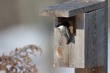 A black-capped chickadee visiting a bluebird box on a winter morning in northern Westchester County, New York