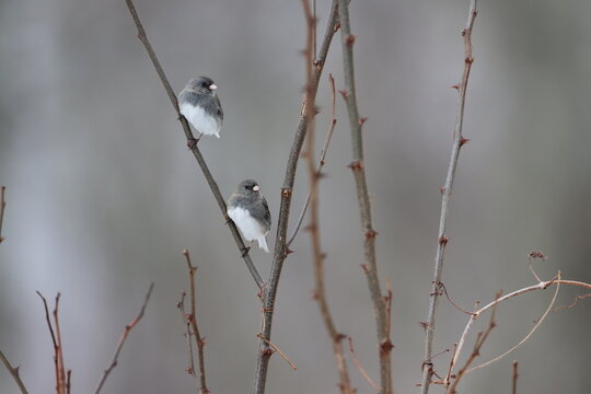 Two dark-eyed juncos perched on a branch together