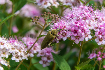 Russia. Leningrad region. July 4, 2020. Bright white-pink flowers of the spirea shrub.