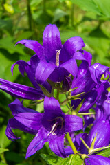 Naklejka premium Russia. Leningrad region. July 4, 2020. A bright purple bell flower in the Kirishi City Park.