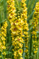 Russia. Leningrad region. July 4, 2020. Yellow-red flowers of black mullein on tall stems.