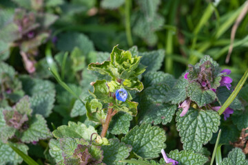 Persische Ehrenpreis, Veronica persica und purpurrote Taubnessel, Lamium purpureum blühen im zeitigen Frühling. Sie sind Wildblumen und Heilpflanzen.