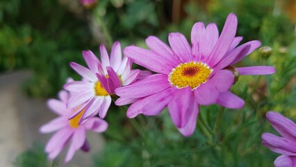 Obraz premium flower