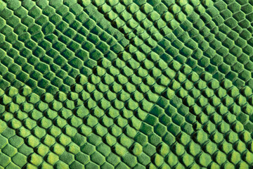Beautiful green bright python skin, reptile skin texture, multicolored close-up as a background.
