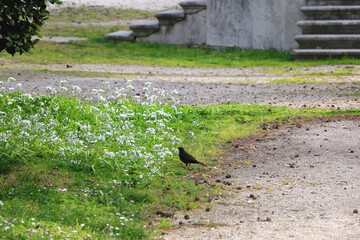Blackbird and flowers in a park. Selective focus.