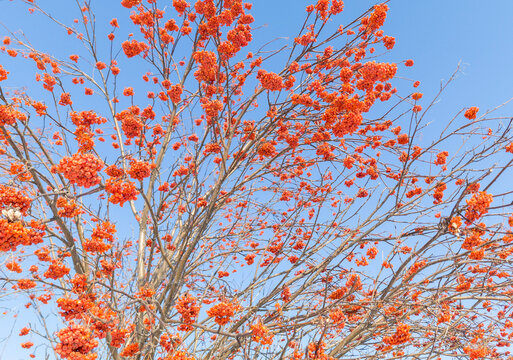 Red mountain ash on a blue sky background in winter