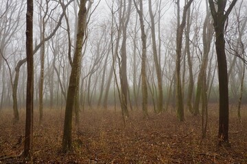 Obraz premium 幻想的な霧に包まれた秋の森