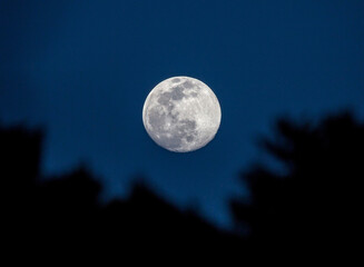 Naklejka na ściany i meble A full moon rises above trees in a deep blue sky at twilight
