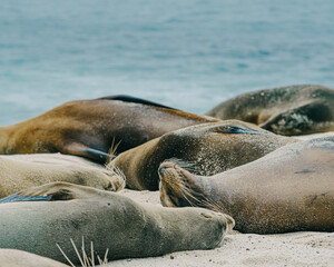 Group of Galápagos sea lions sleeping on the beach 