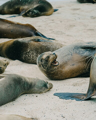 Fototapeta premium Group of Galápagos sea lions on the beach 
