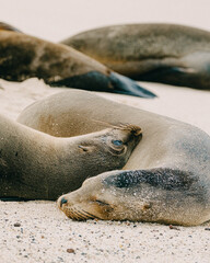 Galápagos sea lions on the beach 