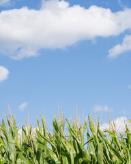 Corn Tassels Against a Blue Sky with White Clouds