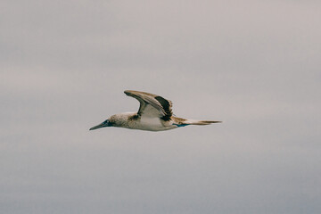 Obraz premium Blue footed booby in flight