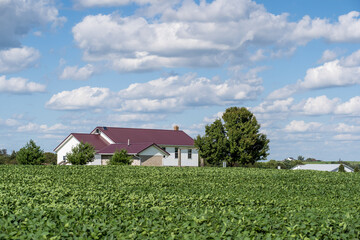Fototapeta na wymiar Amish Homestead Underneath a Partly Cloudy Blue Sky Amidst a Soy Bean Field