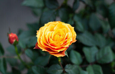 Single orange yellow rose with bud in summer garden