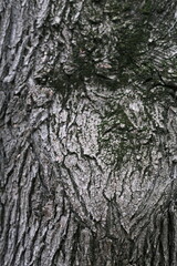 Bark tree Close-up on a sunny day