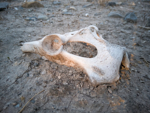 calavera de un animal