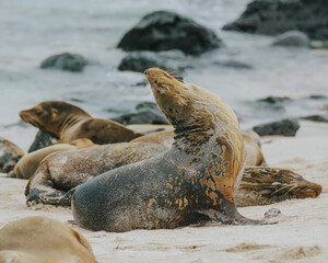 Fototapeta premium Galápagos sea lion sunbathing