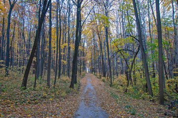Hiking path in the autumn forest